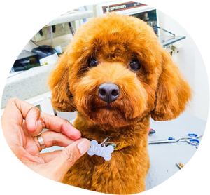How Is Safety Ensured For All Dog Grooming Services?